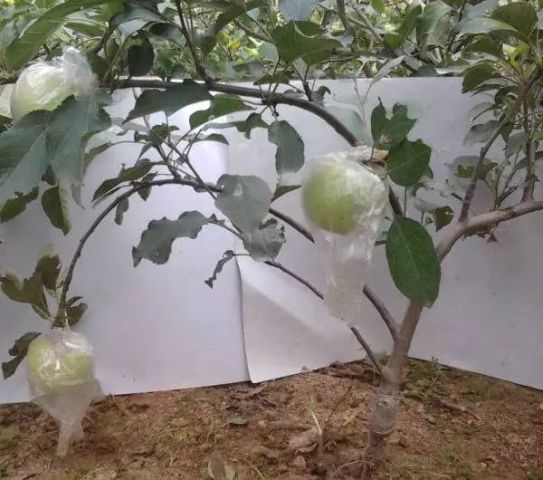 烂苹果别扔!这么做会有奇迹发生!