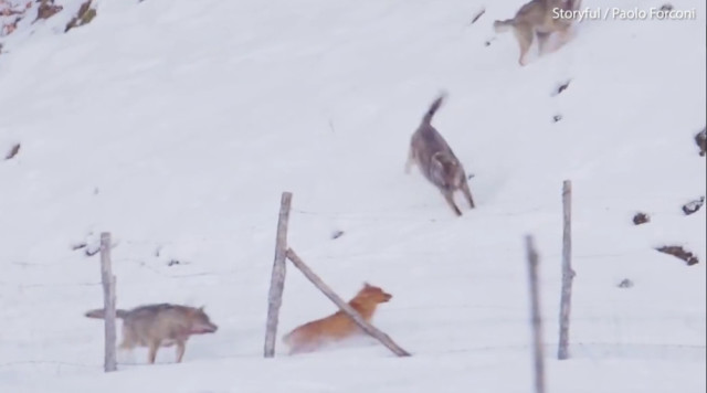 家狗遭3只恶狼围堵,奇迹般狼口逃生,自己杀鸡