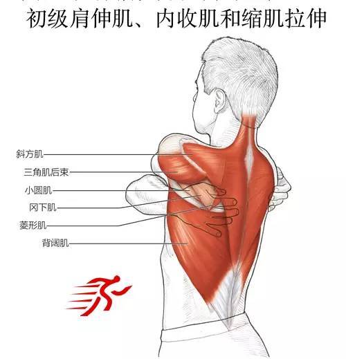 肩部拉伸运动的系统训练