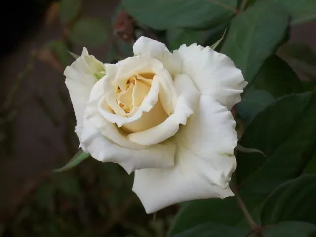 爱的灵魂—英国国花:玫瑰
