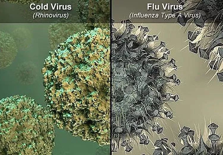 引起普通感冒的是鼻病毒(左) 引起流感的是流感病毒(右)
