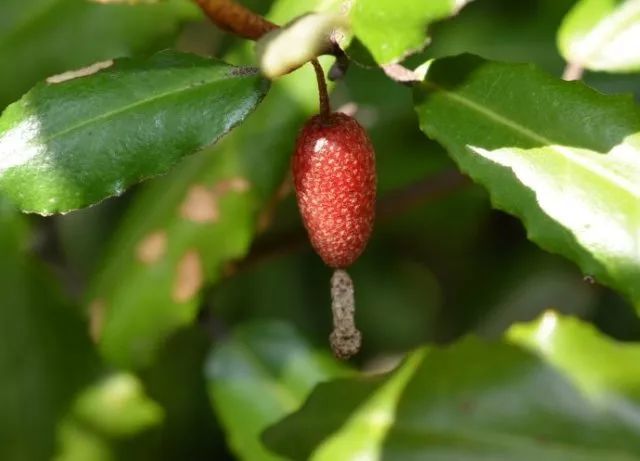 目前,已知的羊奶子品种主要有佘山羊奶子,江西羊奶子,巫山牛奶子,竹生