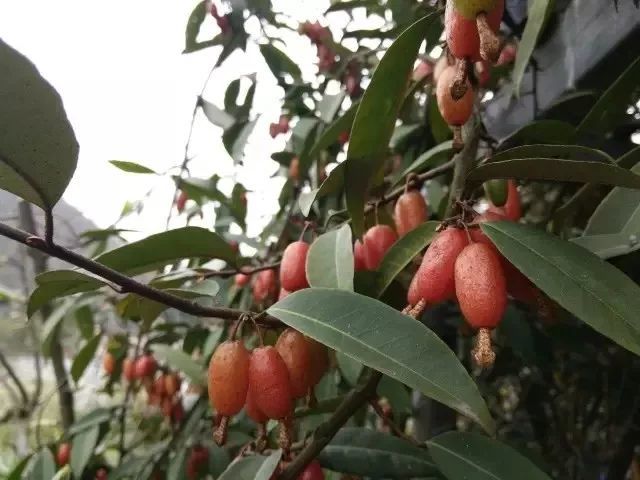 这种野果只有南方才有,叫"羊奶子"!