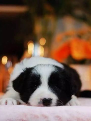 智商排名第一的狗_狗智商排名