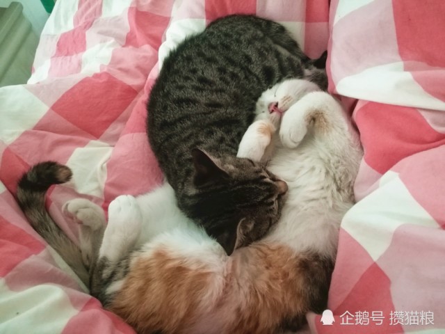 单身汪们!养猫最好不要养两只,因为容易血压高!