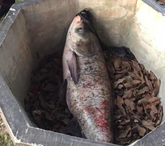 观音桥惊现死亡锦鲤事件，三十余编织袋内藏的背后真相