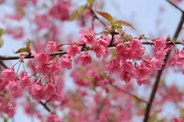 抢风头!上海早樱提前近一个月开花报喜
