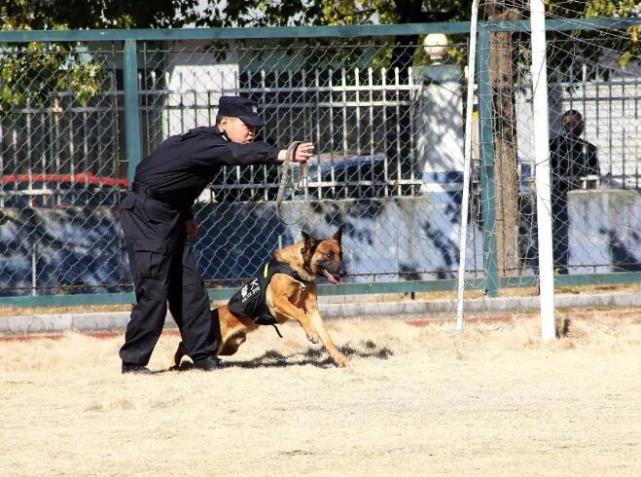 "定!坐!卧!来!……"警犬也不是那么好当的
