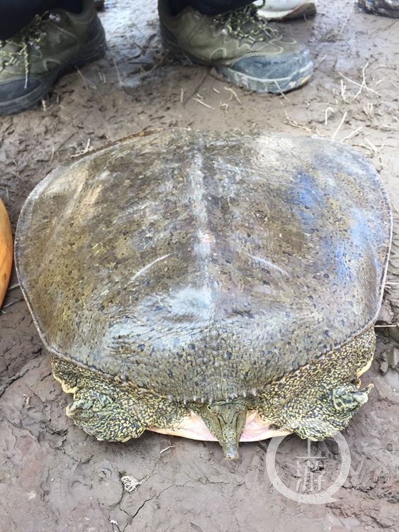 男子钓起30斤大甲鱼 游人千元购买就地放生