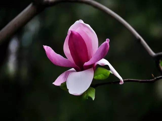 玉兰枝头,春深似海_腾讯新闻