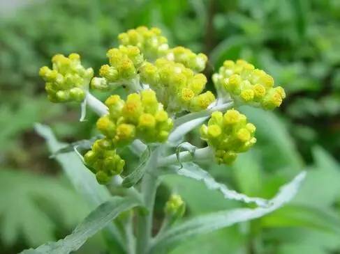 水牛花粑粑是兴安人记忆中的味道