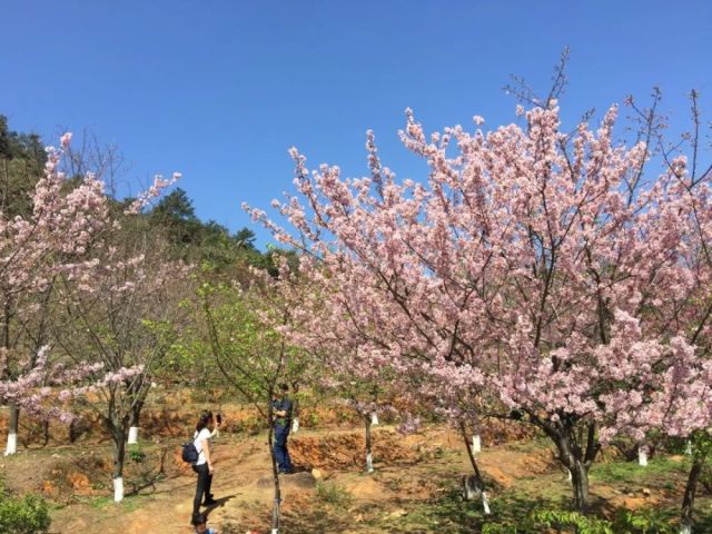 走进良山樱花观赏园,仿佛进入了令人荡气回肠,美醉心境花的海洋