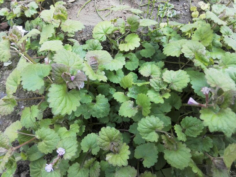 野草,草药,风湿,植株