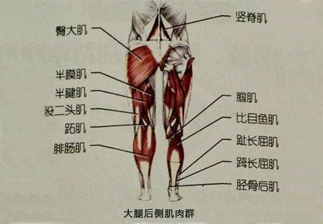 一,当腿向前伸直时,能明显感受到大腿后侧肌肉群(腘绳肌)的拉伸感觉