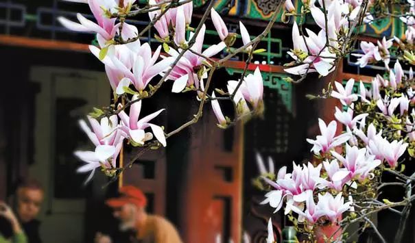 春季北京到哪儿可以观赏玉兰花?您就去这几个地方