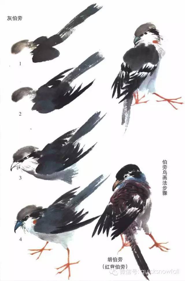 中国画技法新解:燕子鹡鸰伯劳触类旁通