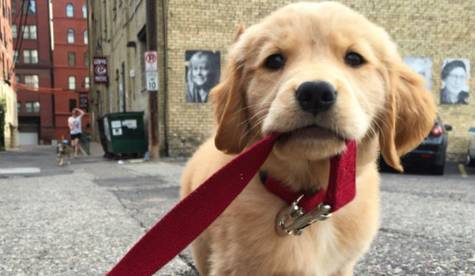 养宠物带给你的最大改变是什么?