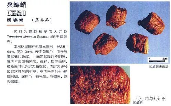 中药材桑蜱蛸