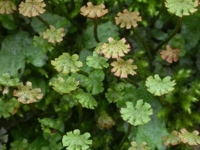 地钱(   marchantia polymorpha)的雌生殖托(摄影 带叶苔)