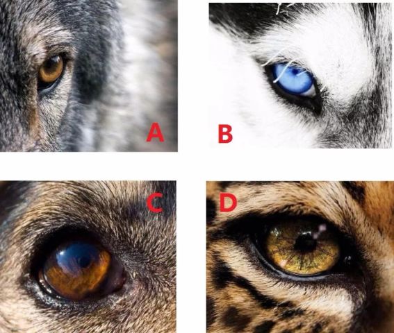 心理测试:4只动物眼睛哪个最凶狠,测你好脾气程度