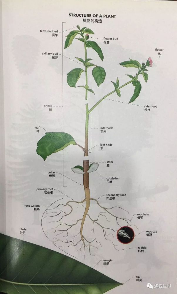 辉格英语培训:每日英语词汇之"植物"篇