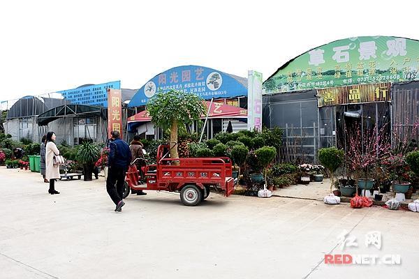 湘潭义乌花卉市场千株繁花迎春来 处处盆栽如