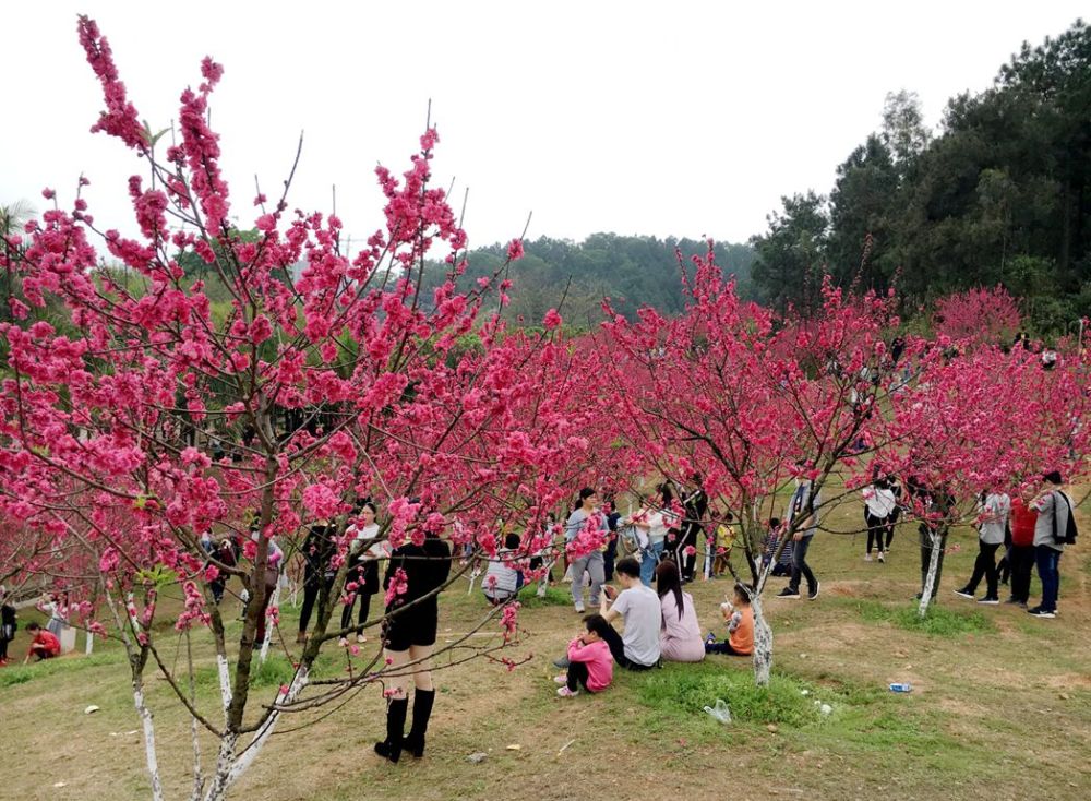 平南生态公园桃花开,万千游客赏美景!场面壮观