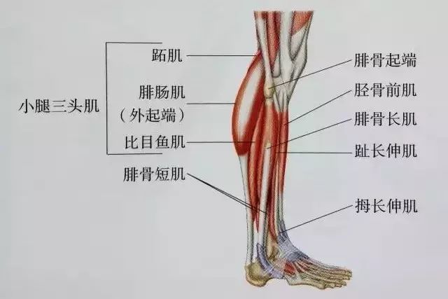 影响你小腿线条的肌肉主要是小腿三头肌中的腓肠肌和比目鱼肌.