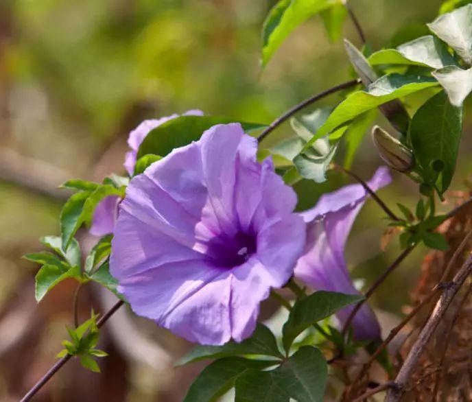 花开绚烂:五爪金龙花