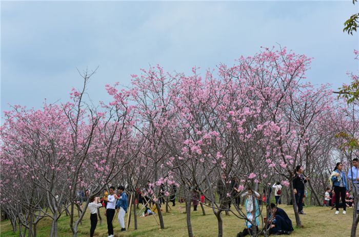 玉林五彩田园赏樱花,农业嘉年华一天游