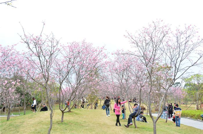 玉林五彩田园赏樱花,农业嘉年华一天游