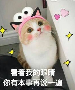 很火的可爱猫咪表情包大全 萌猫表情包带字图片无水印