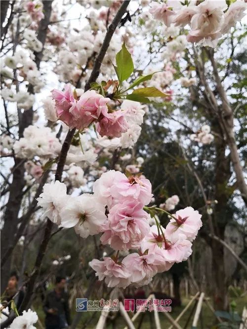 走起!离玉林不远处的这个樱花圣地太美了,搭乘动车只需2小时!
