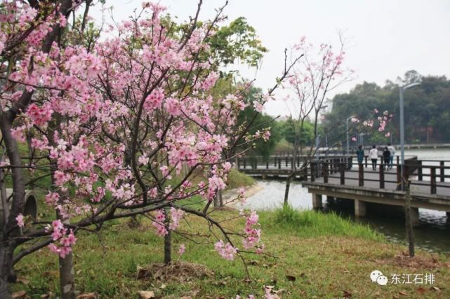 又到赏樱季,到石排海仔湖看浪漫樱花