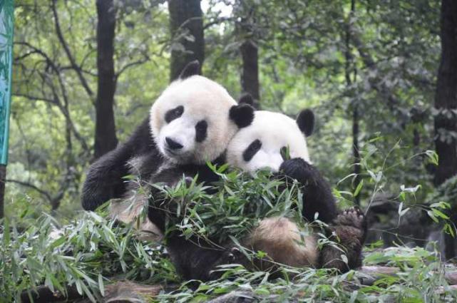 术后第五天 大熊猫成就怎么样了?