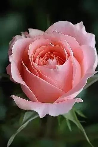 最美的玫瑰送给你,女神节快乐!