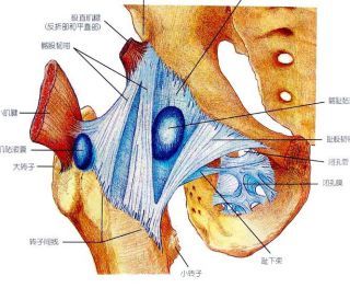 臀大肌坐骨囊臀大肌股骨囊臀大肌转子囊髂耻囊:80%与关节腔相通髋关节