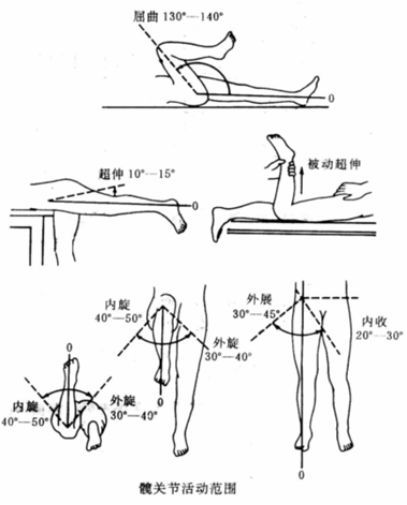 20-30°后伸 10-30°前屈 130-140°活动度动32,由于髋关节多神经支配