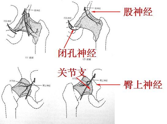 股疝,滑囊炎,梨状肌综合征,椎管狭窄,泌尿系结石