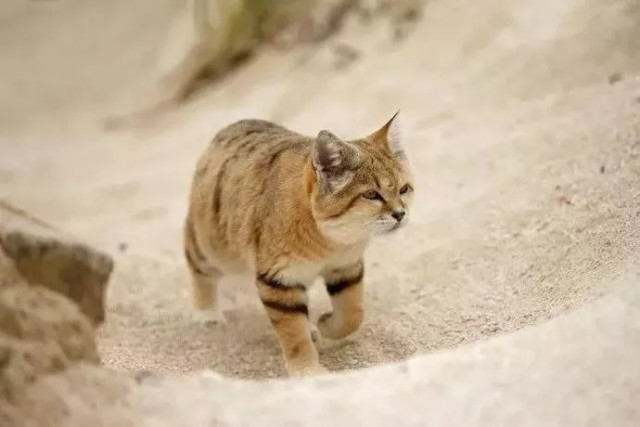 天生凶残,因为萌而走向灭绝的猫:人类真的对我一无所知