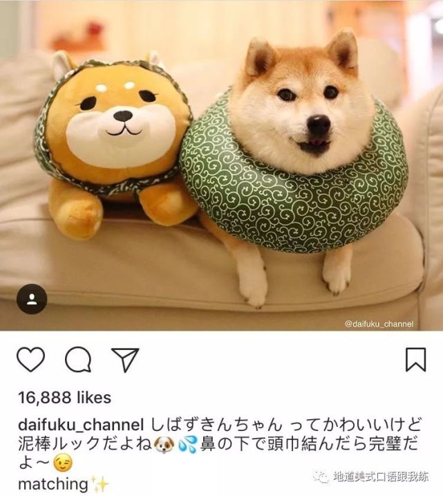 吸猫吸狗吸 刺猬 Instagram里的网红动物们 看点快报