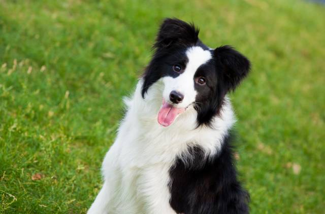 所以大型和烈性犬在这方面会有优势,相对来说中等体型的边牧样子上也