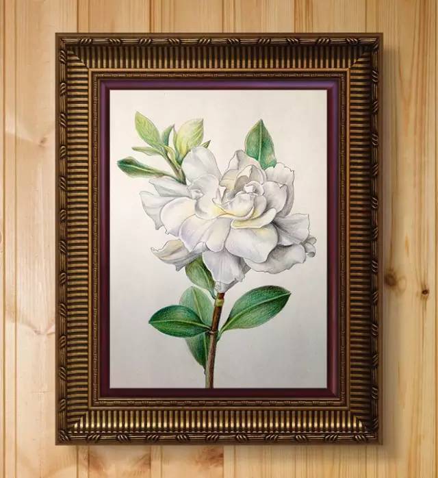 彩铅教程教你画青春里的栀子花