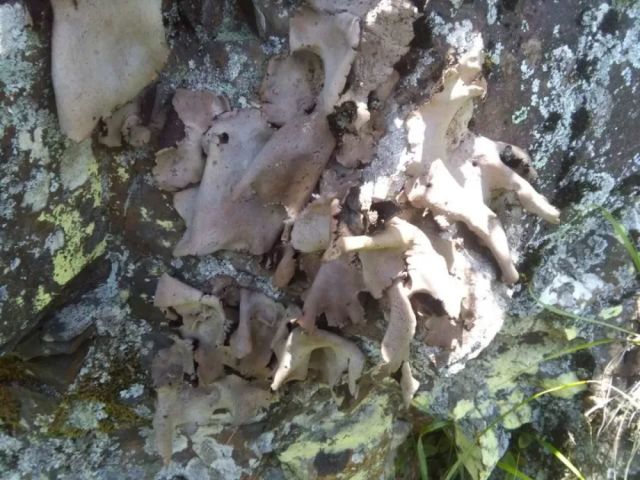 灵芝排名_野生灵芝图片(3)