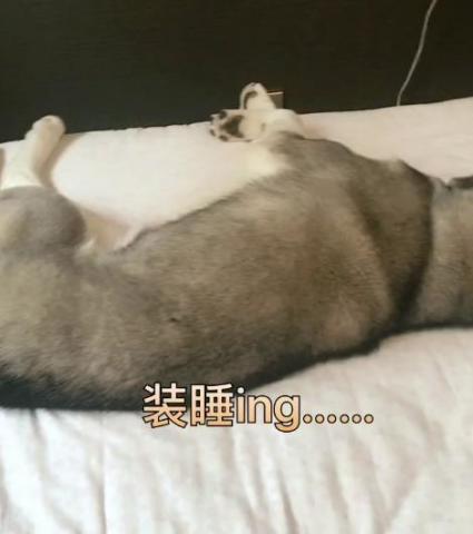 哈士奇赖床让它起来还耍赖皮,最后被主人一脚踹下床