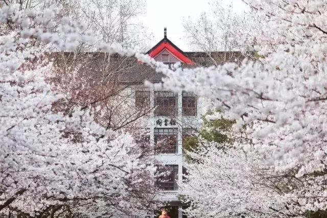 今天起正式迎来樱花季