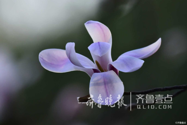 济南趵突泉玉兰花开,霓裳片片娴静芬芳