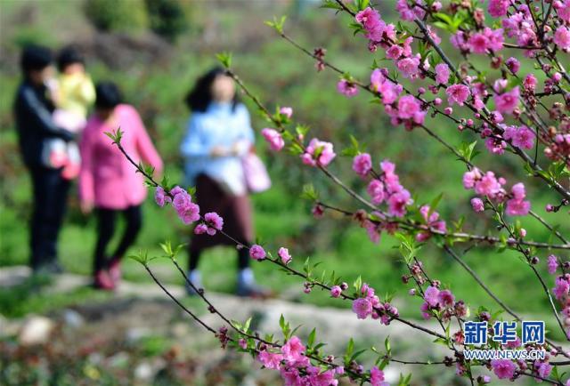 春光无限好 福建赏花正当时