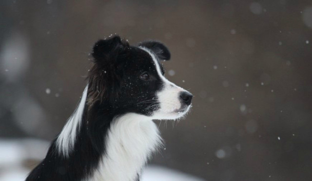 如何教狗狗在厕所大小便,按照这几个步骤做很