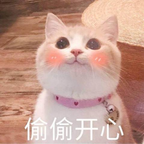 大量各类猫咪表情包,qq微信斗图必备,不收藏后悔系列